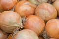 Onion Sweet Spanish Colorado #6 Seeds (Allium cepa) – 250mg, Non-GMO, Large Globe Bulbs