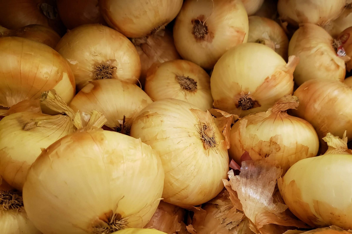 Onion Texas Grano 502 Seeds (Allium cepa) - Sweet Globe, 250mg, Non-GMO