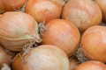 Onion Blanco Duro Seeds (Allium cepa) - White Globe, Non-GMO, 250mg