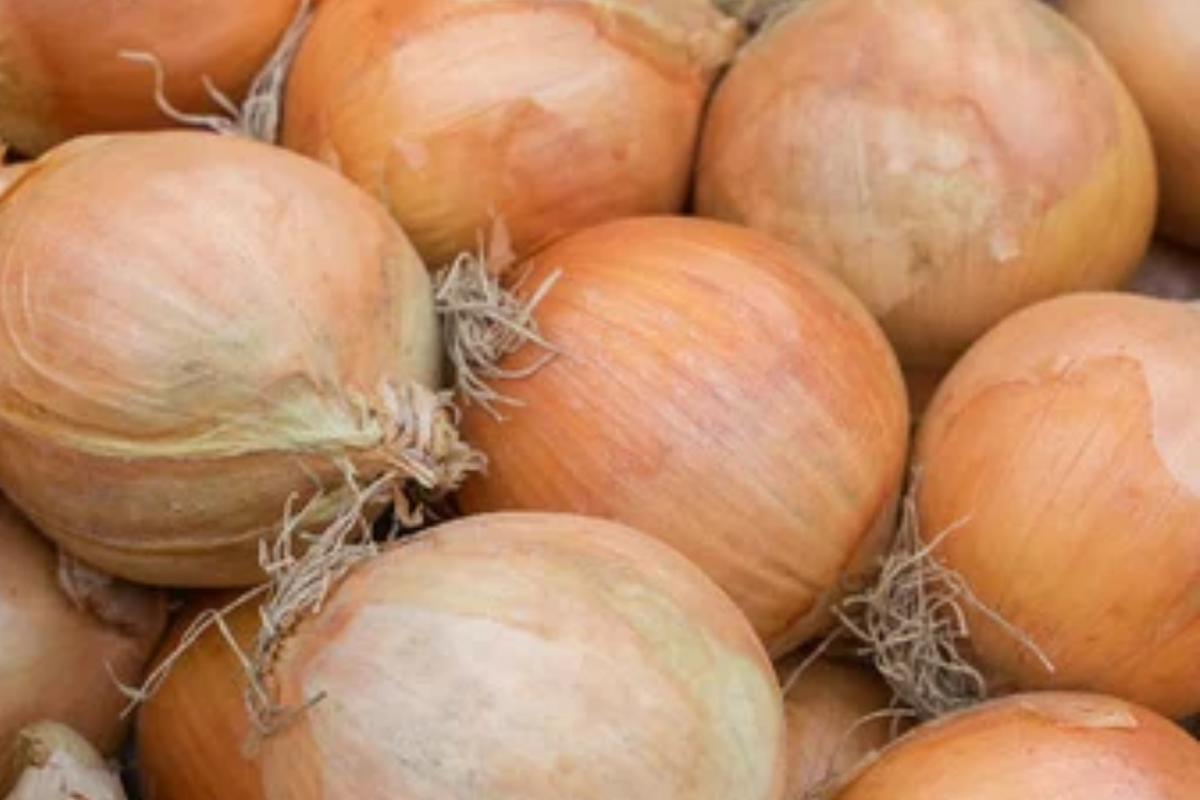 Onion Blanco Duro Seeds (Allium cepa) - White Globe, Non-GMO, 250mg