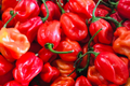 Habanero Caribbean Red Pepper Seeds Capsicum chinense - 250mg, Non-GMO, Hot 300,000–475,000 Scoville