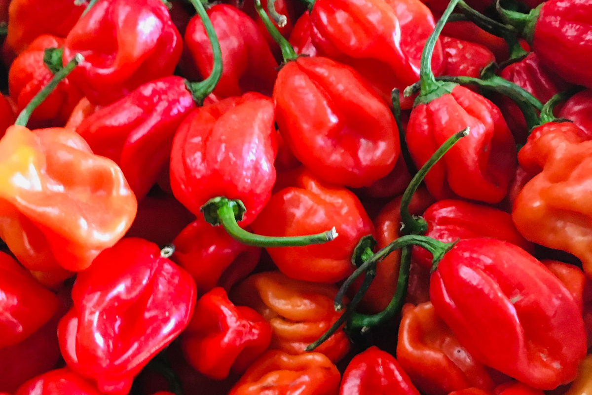 Habanero Caribbean Red Pepper Seeds Capsicum chinense - 250mg, Non-GMO, Hot 300,000–475,000 Scoville