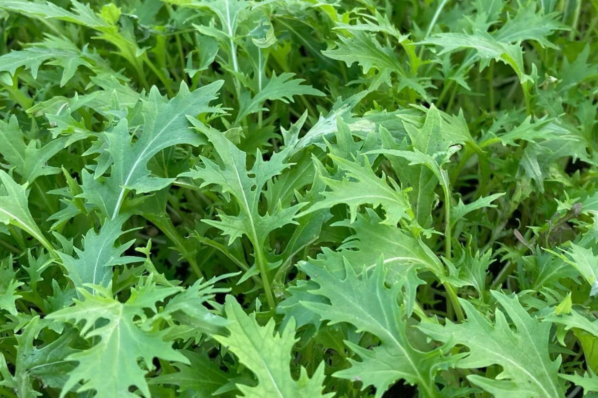 Mizuna Spinach Early Seeds (Brassica rapa var. Japonica) – 500mg, Non-GMO, Fast-Growing