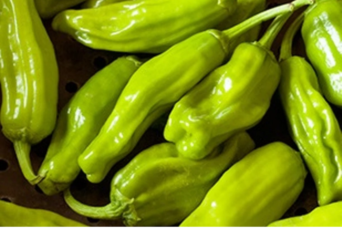 Pepperoncini Italian Sweet Pepper Seeds (Capsicum annuum) - 250mg, Non-GMO, Mild Flavor, High Yield