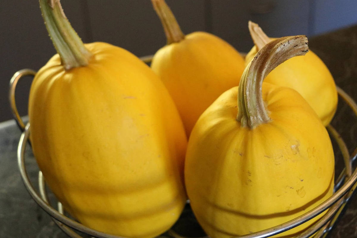 Spaghetti Winter Squash Seeds Cucurbita pepo - 1g, Non-GMO, Heirloom, 90-100 Days