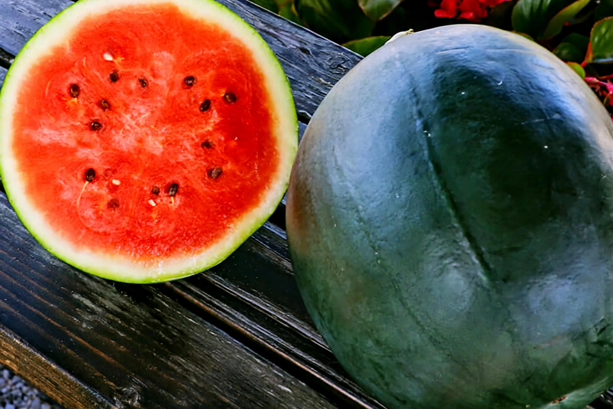 Sugar Baby Watermelon Seeds (1g) Citrullus lanatus - Heirloom, Non-GMO, Compact, 75–80 Days