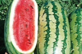 Jubilee Watermelon Seeds - Citrullus lanatus | Heirloom, Non-GMO, 1g