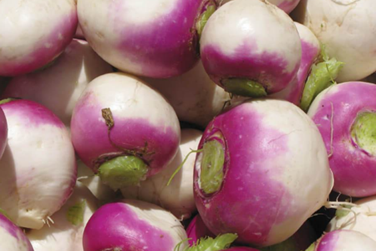 Turnip Purple Top White Globe Seeds - 1g (Brassica rapa) Heirloom, Non-GMO, Dual-Purpose