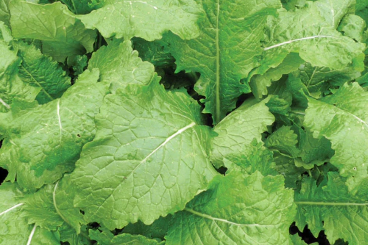 Turnip Seven Top Seeds (Brassica rapa) — 1g, Leafy Greens, Heirloom, Non-GMO