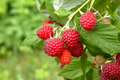 Caroline Raspberry Plants - 2-Year-Old Bare Root Canes, Large Sweet Berries