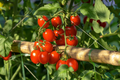 Tomato Red Cherry Seeds - Solanum lycopersicum | Heirloom, Non-GMO, 100mg