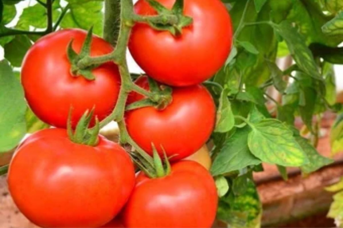 Tomato Ace 55 Seeds (Solanum lycopersicum) - Heirloom, Low-Acid, Non-GMO