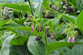 Russian Comfrey Bocking 4 Root Cuttings | Perennial Garden Plant