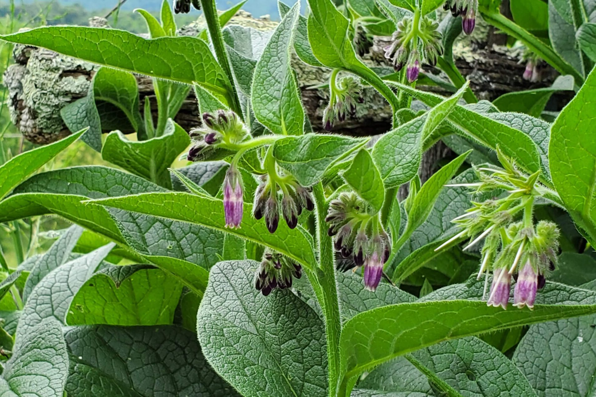 Russian Comfrey Bocking 4 Root Cuttings | Perennial Garden Plant