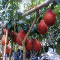 Red Pomelo Cuttings (Citrus maxima) – 3 Fresh Scions for Rooting or Grafting
