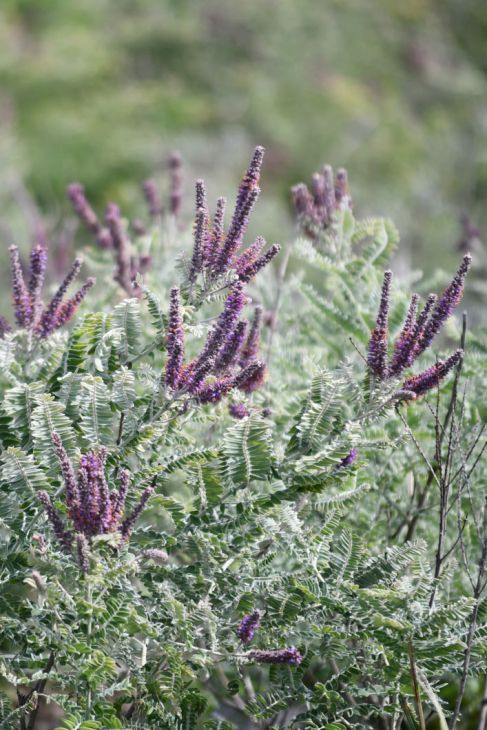 Amorpha canescens Seeds (Lead Plant) – 50 Seeds for Native Prairie, Drought-Tolerant Pollinator Plant