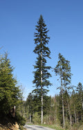Abies alba Seeds – European Silver Fir (10 Seeds)