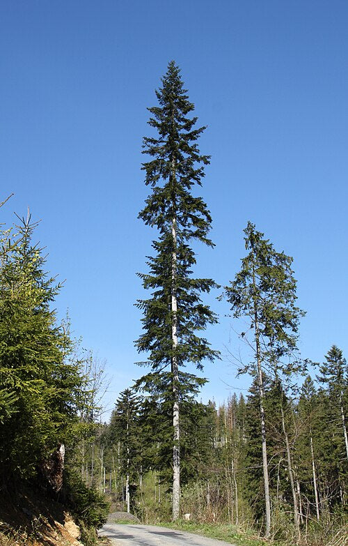 Abies alba Seeds – European Silver Fir (10 Seeds)