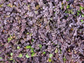 Purple New Zealand Burr Acaena inermis ‘Purpurea’ – 4-Inch Live Plant