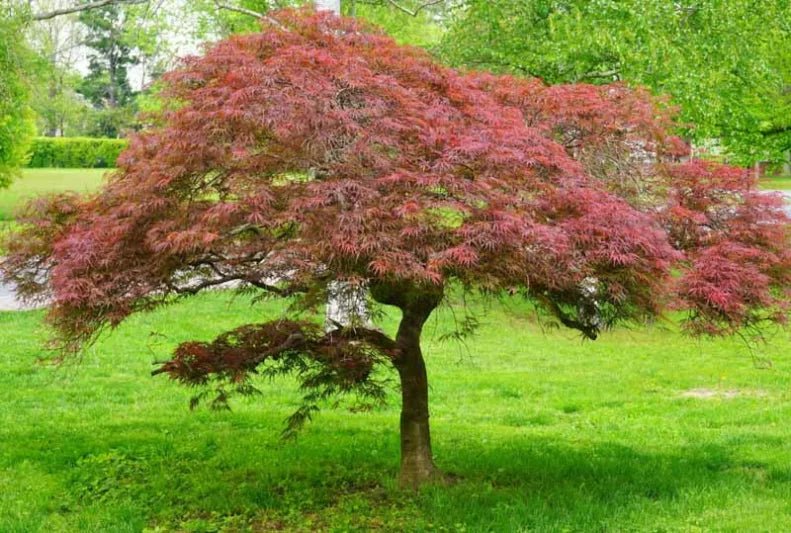 Japanese Maple Garnet Cuttings (Acer palmatum dissectum) - 10 Unrooted 6–7" for Grafting or Rooting
