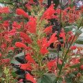 Agastache Kudos Red Live Plant (Bareroot) - Hummingbird Mint, 3–6" Tall - Pollinator Perennial