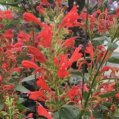 Agastache Kudos Red Live Plant (Bareroot) - Hummingbird Mint, 3–6" Tall - Pollinator Perennial