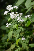 Ageratina altissima (White Snakeroot) Seeds - 500 Native Perennial Wildflower