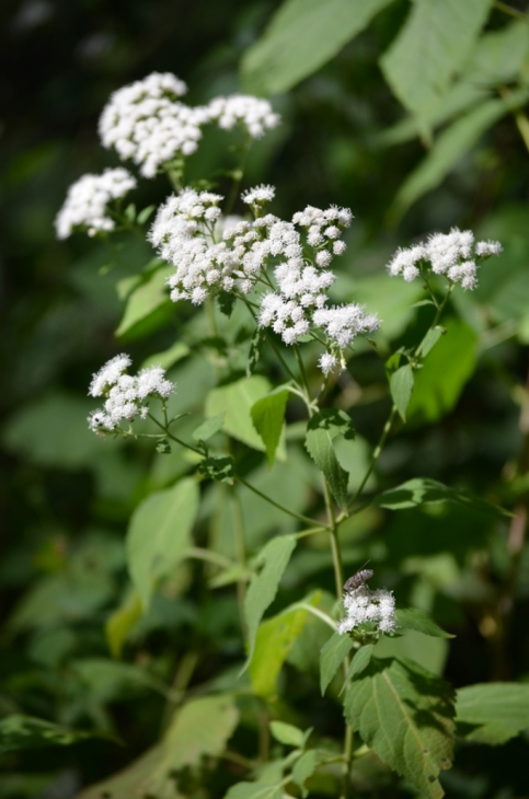 Ageratina altissima (White Snakeroot) Seeds - 500 Native Perennial Wildflower
