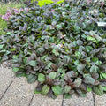Burgundy Glow Ajuga Reptans - Variegated Bugleweed Groundcover, 1 Pint Pot