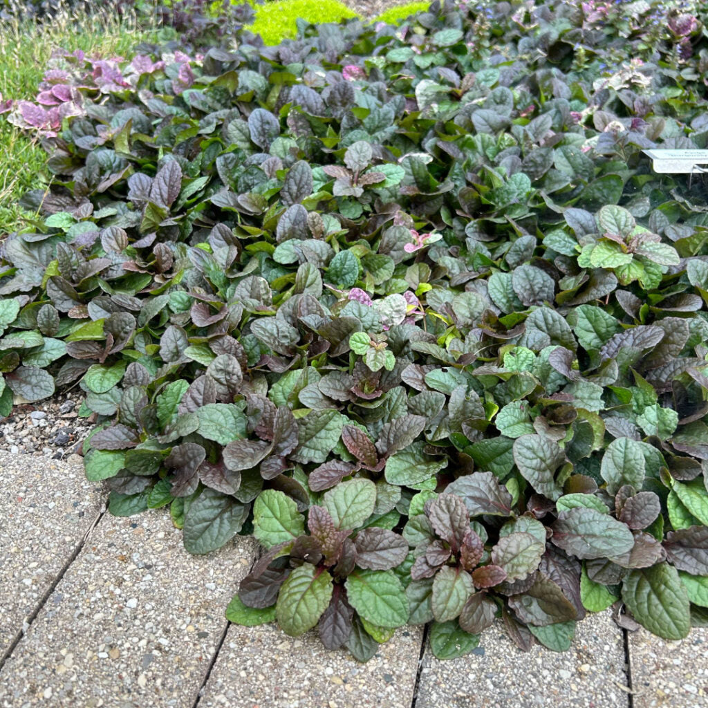 Burgundy Glow Ajuga Reptans - Variegated Bugleweed Groundcover, 1 Pint Pot
