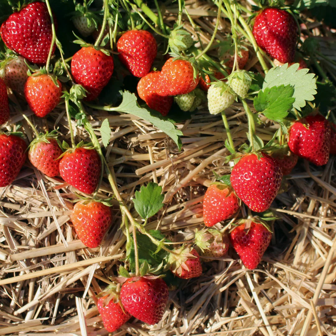 Allstar Strawberry Plants (25 Bare Root) – June-Bearing, Cold-Hardy
