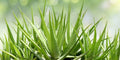 Aloe Vera Plant Barbadensis Miller Bare Root - Set of 2 8–12"