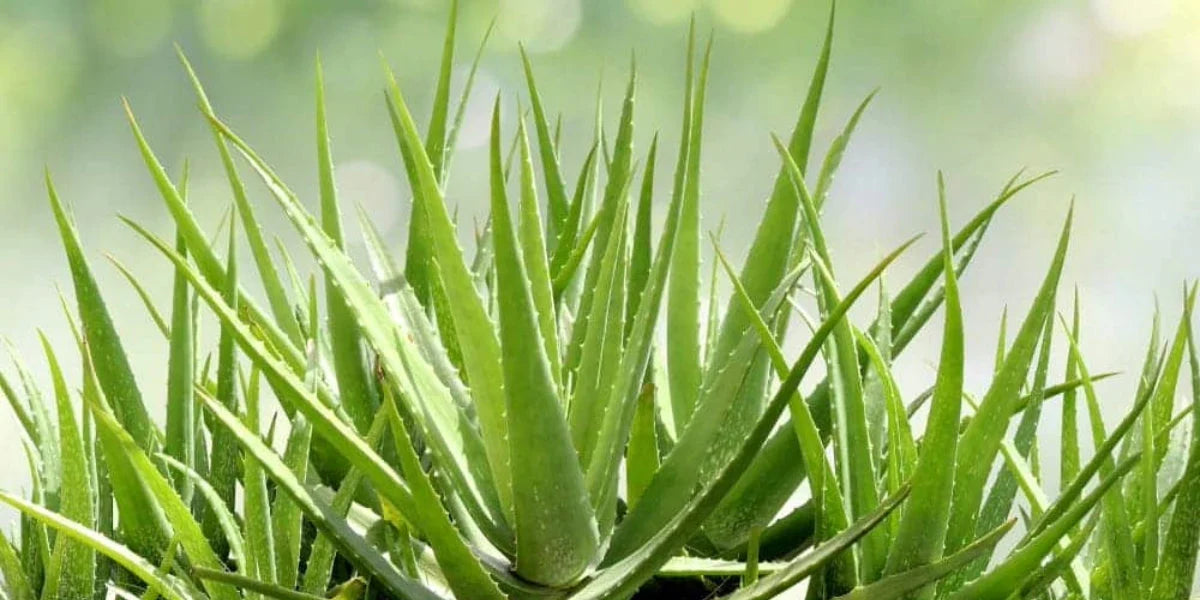 Aloe Vera Plant Barbadensis Miller Bare Root - Set of 2 8–12"