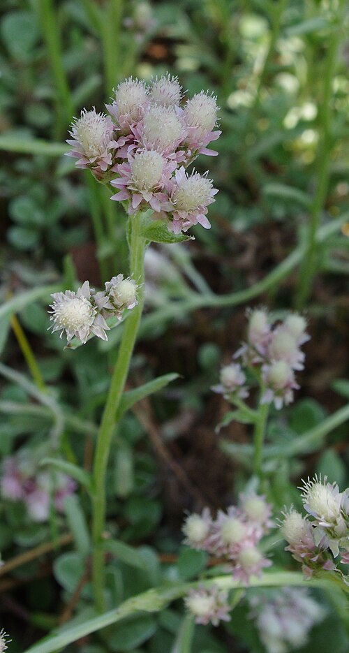 Antennaria neglecta Seeds – Prairie Pussytoes | Native Groundcover Wildflower, 100 Seeds