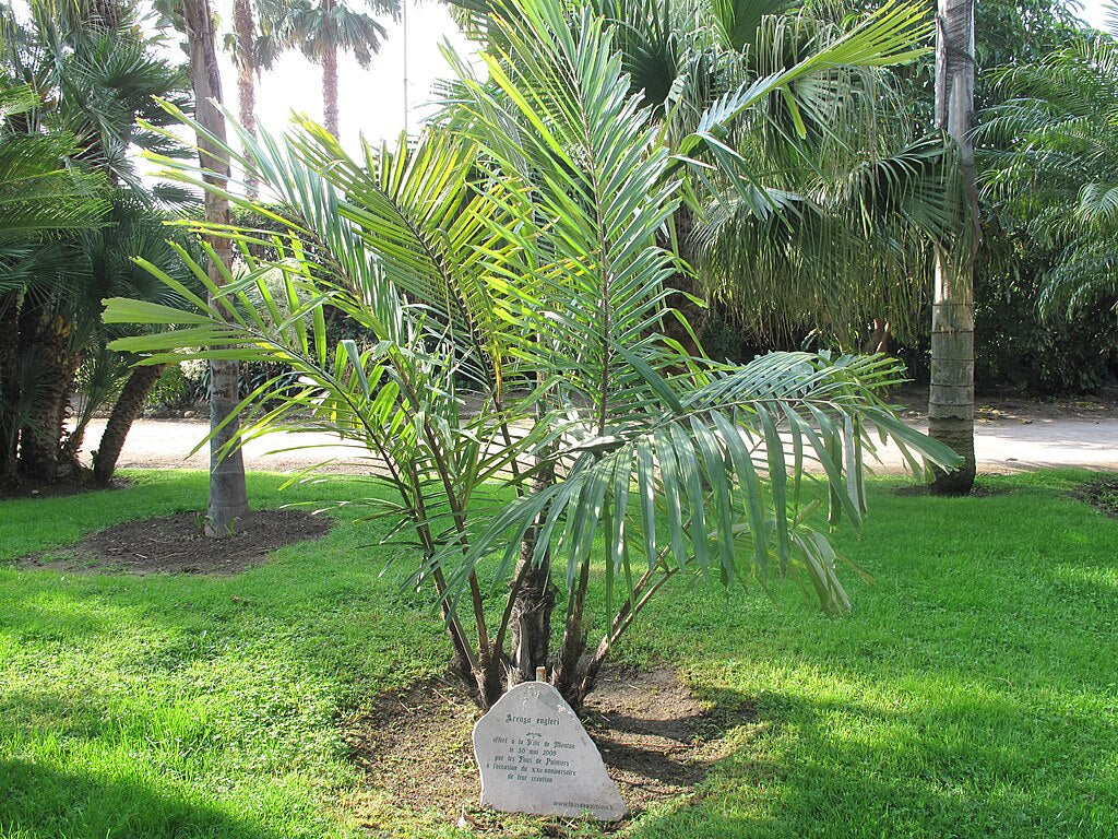 Arenga engleri (Dwarf Sugar Palm) Bare-Root Starter Seedlings - Set of 2