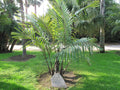 Arenga engleri (Dwarf Sugar Palm) Bare-Root Starter Seedlings - Set of 2