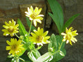 Arnica chamissonis Seeds – Meadow Arnica Wildflower, 100 Non-GMO Seeds