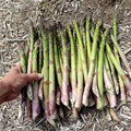 Millennium Asparagus Bare Root Crowns - 10 Two-Year-Old, Non-GMO Heirloom Perennial Starter