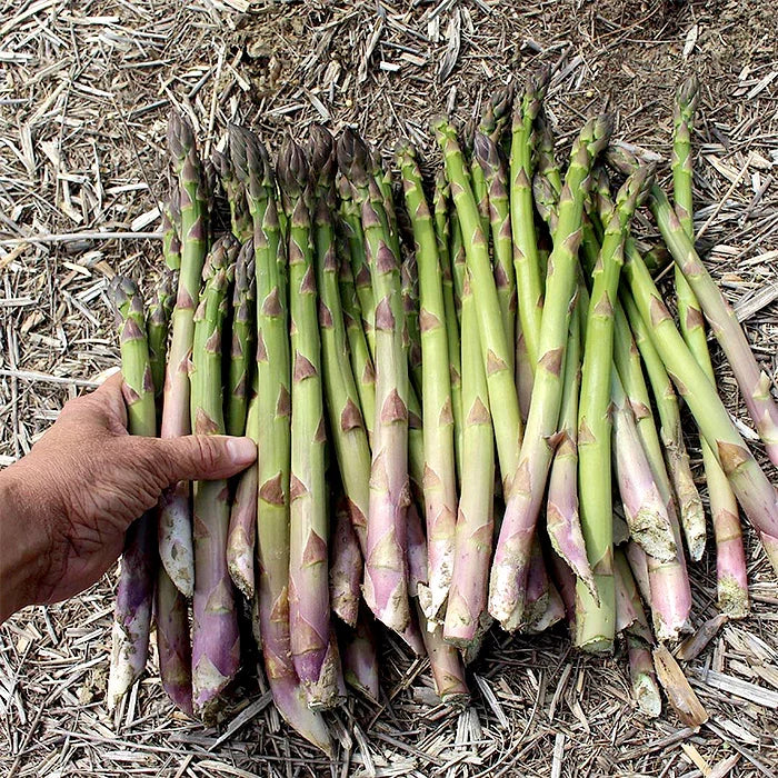 Millennium Asparagus Bare Root Crowns - 10 Two-Year-Old, Non-GMO Heirloom Perennial Starter