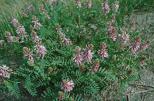 Astragalus bisulcatus Seeds (Twogroove Milkvetch) - 15 Non-GMO Native Perennial Seeds for Pollinator Gardens