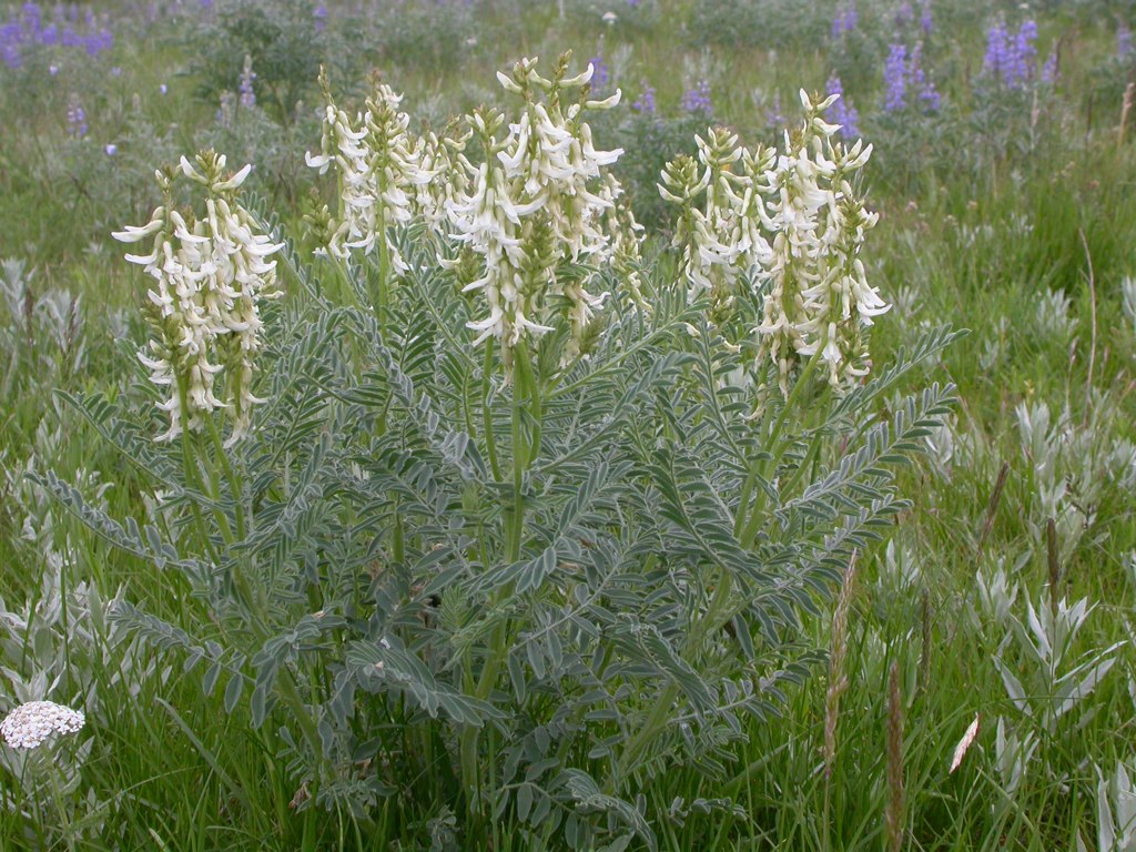 Astragalus drummondii Seeds (Woolly Milkvetch) – 30 Non-GMO Seeds for Native Gardens and Pollinator Habitats