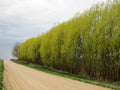 Austree Hybrid Willow Cuttings (Salix matsudana × alba) – 25 Unrooted Live Cuttings for Fast Privacy Screens