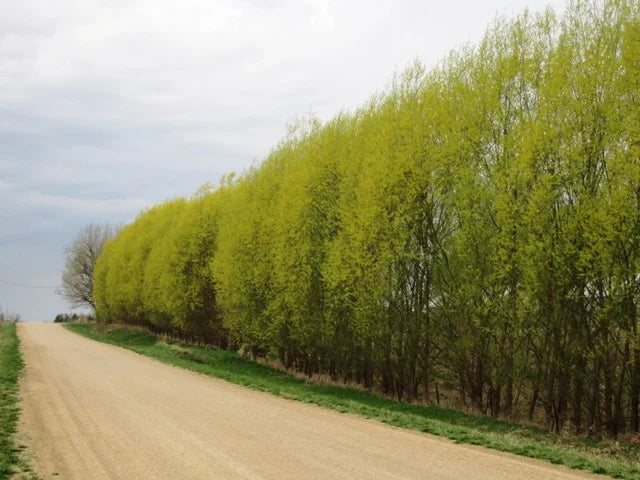 Austree Hybrid Willow Cuttings (Salix matsudana × alba) – 25 Unrooted Live Cuttings for Fast Privacy Screens
