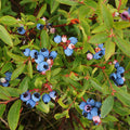 Blueberry Plants (5 Live Rooted Cuttings) – Hardy, High-Yield Bushes for Garden or Containers