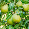 Bartlett Pear Tree Cuttings (Unrooted) – 10 Large Bartlett Pyrus communis Scion Wood for Rooting & Grafting