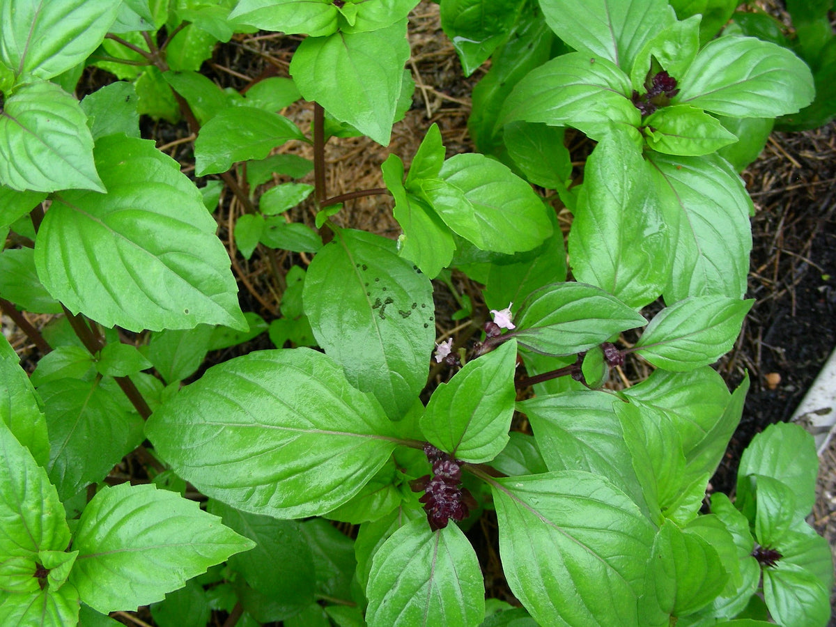 Thai Basil Live Plants (Hung Que) 2-Pack - 10" Bareroot | Anise-Scented Ocimum basilicum var. thyrsiflora