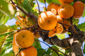 Fuyu Persimmon Tree – 1 Live Bareroot Tree up to 2ft Tall (Diospyros kaki) Non-Astringent