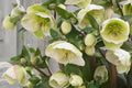 Hellebore ‘First Dance’ (Helleborus x hybridus) – Established Gal Size, Wedding Party Series
