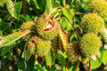 Chinese Chestnut Tree (Castanea mollissima) Bare-Root Live Tree – 2 ft, Edible Nuts, Pollination Note