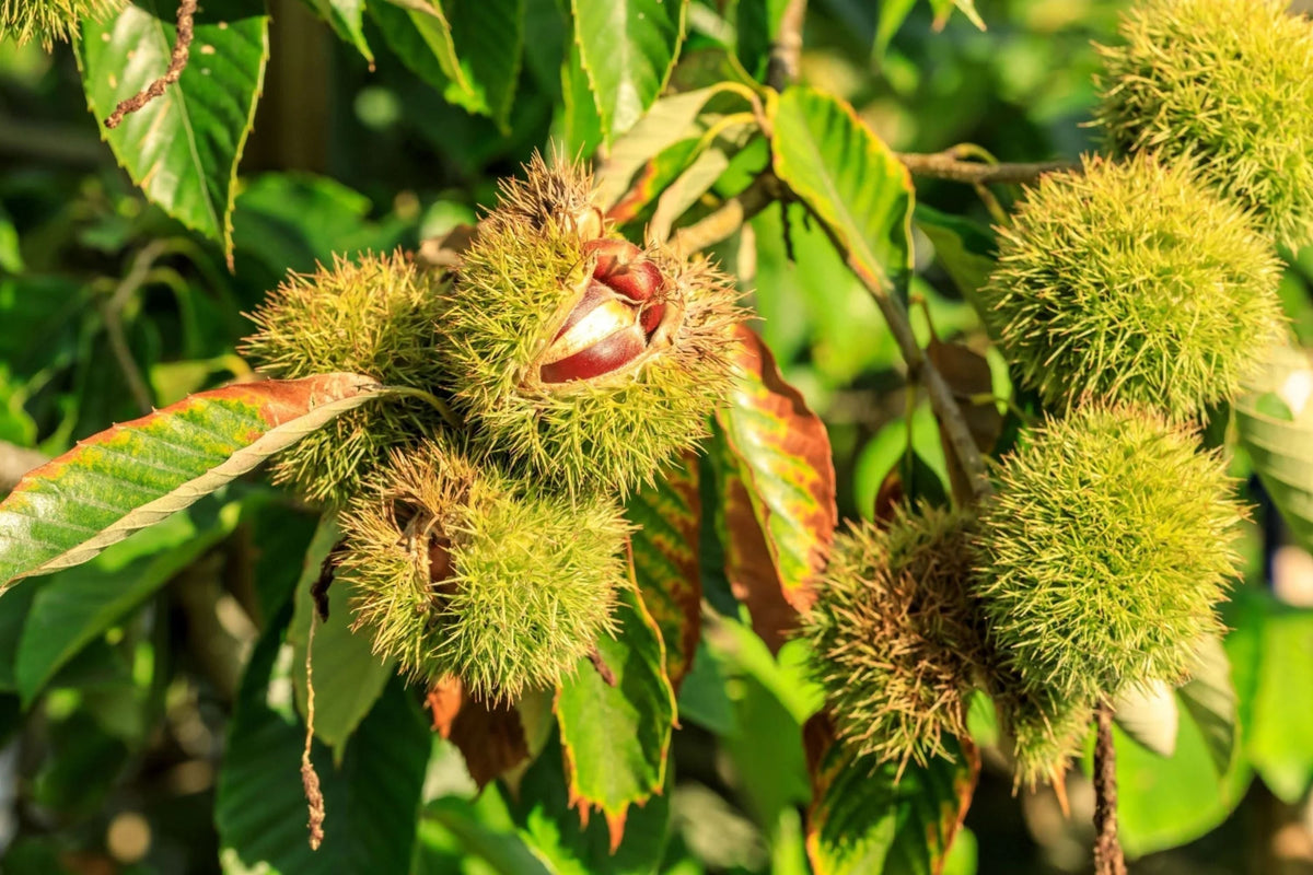 Chinese Chestnut Tree (Castanea mollissima) Bare-Root Live Tree – 2 ft, Edible Nuts, Pollination Note